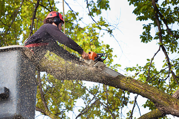 Tree Branch Trimming in Fort Lewis, WA